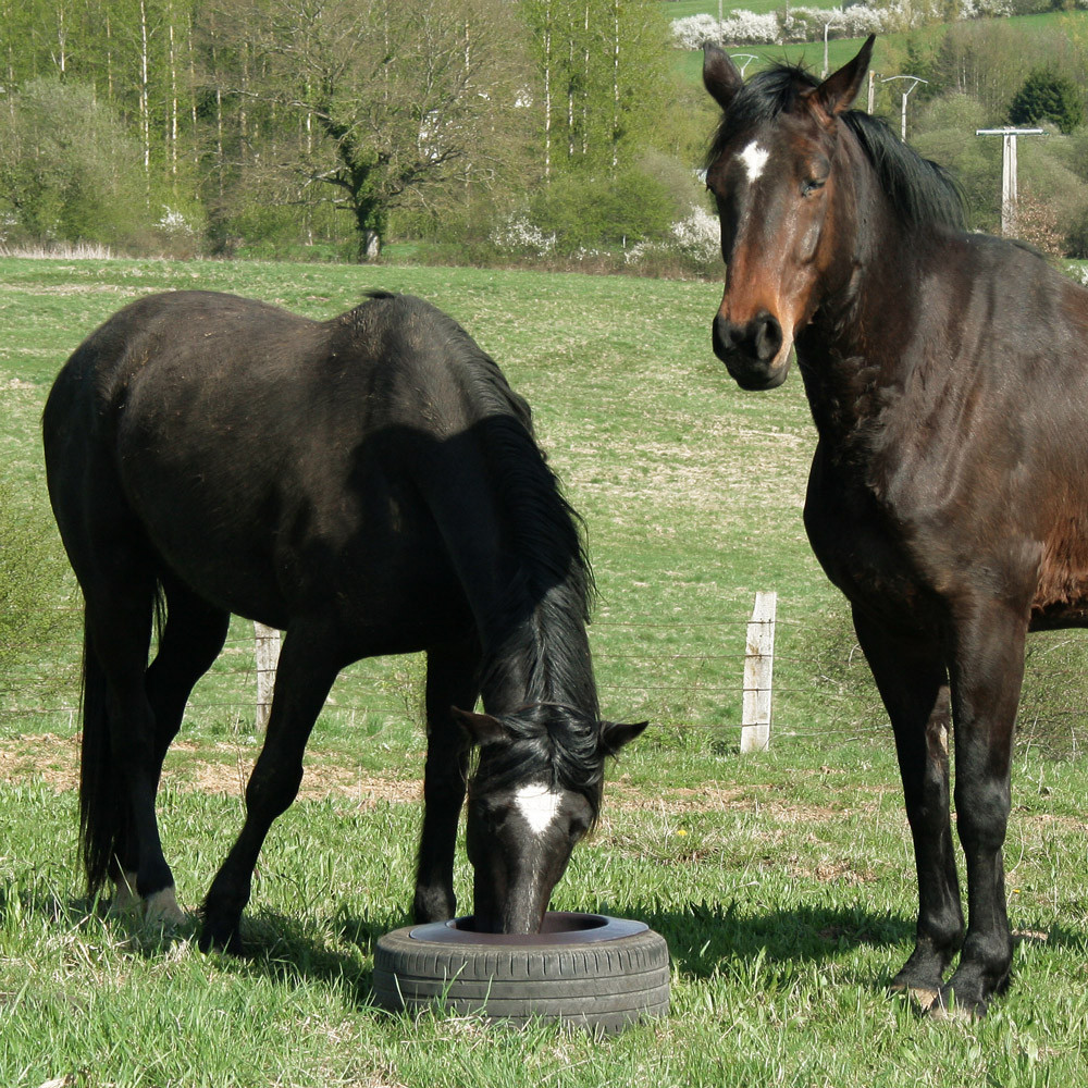 Auge à pneu chevaux pré